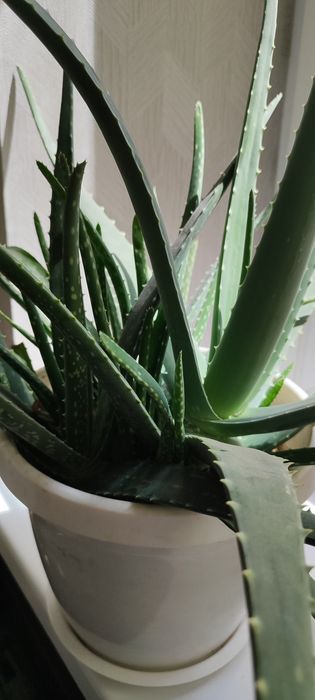 Комнатнатные цветы в горшках