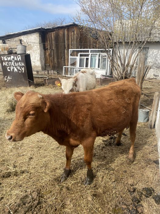 Продаю быков количестве 3шт