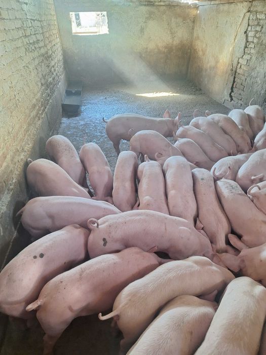 Малки Прасета 25-45кг