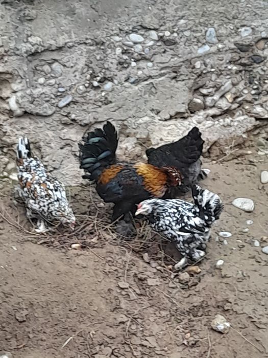 Жапон тауық - қора.