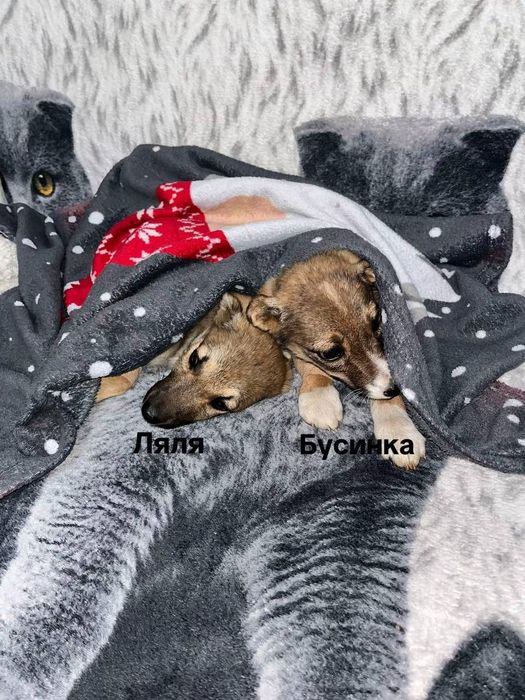 Щеночки (девочки)