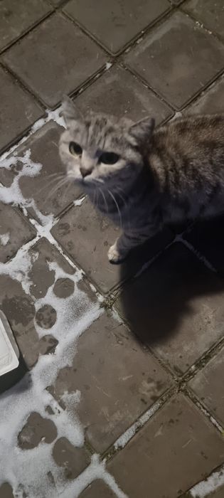 Отдам в добрые руки