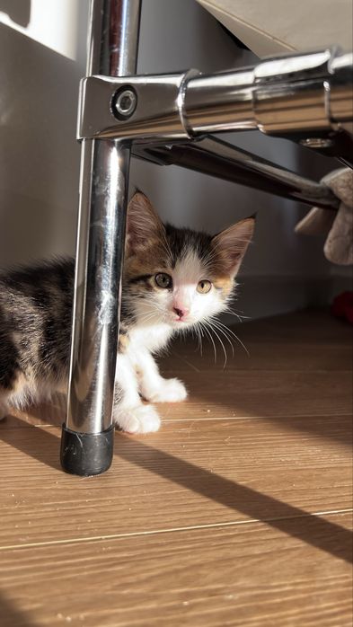 Котенок мальчик в добрые руки