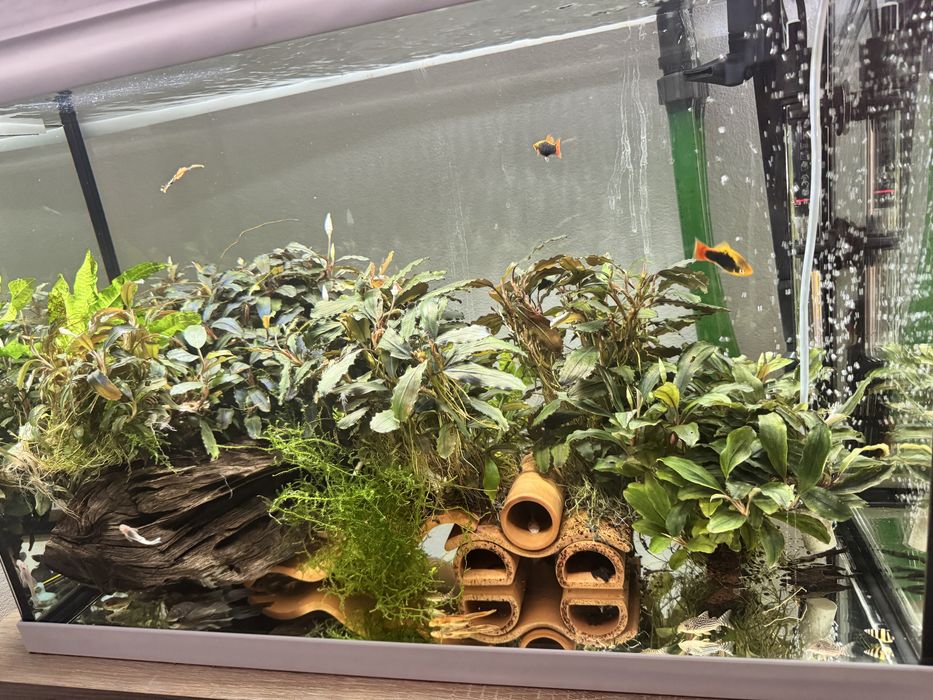 Bucephalandra diferite specii