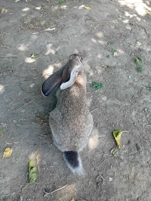 Зайци Белгийски великани