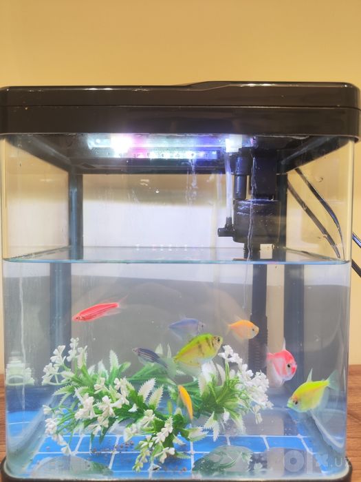 Akvarium baliqlari bilan sotiladi