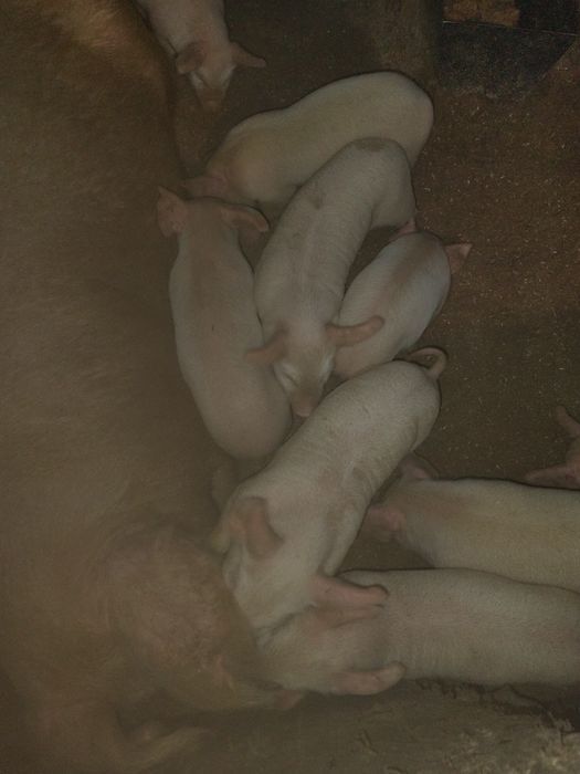 Продам месячных поросят.