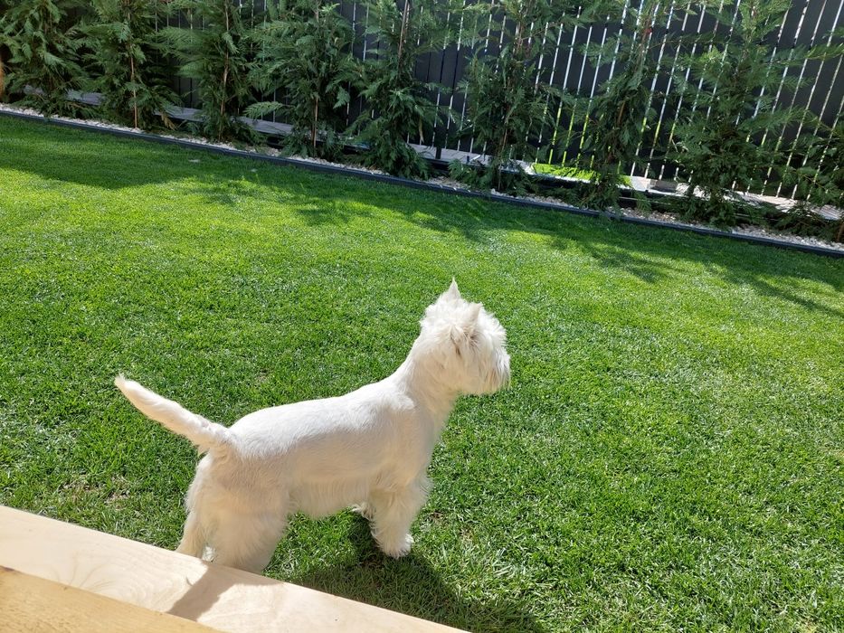 Catelusa Westie Highland White Terrier 1 an cu pedigree