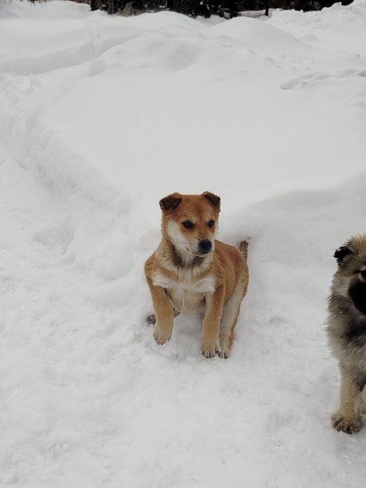 Отдам щенков у добрые руки