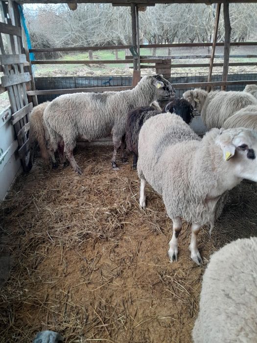 Vand berbec de carne