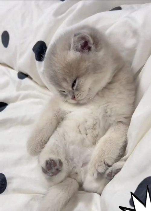 Шиншилла ay12 котёнок от правильной вязки