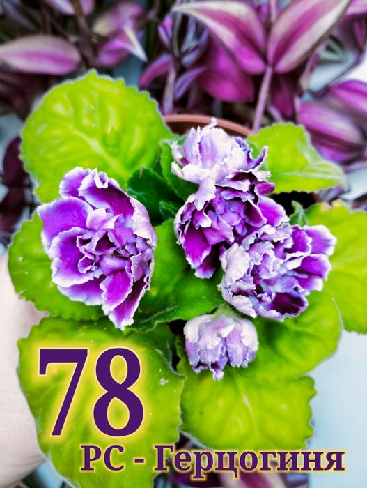 Продам сортовые фиалки