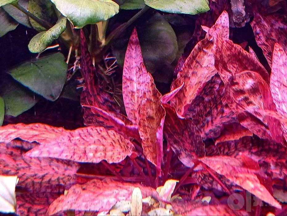 Криптокорина нури (Cryptocoryne nurii) — аквариумное растение