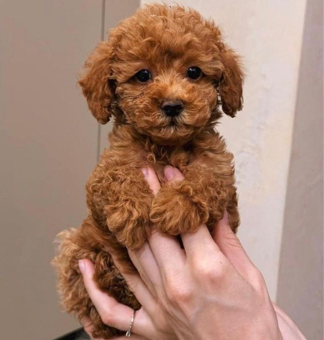 Pudel red mini-toy baietel