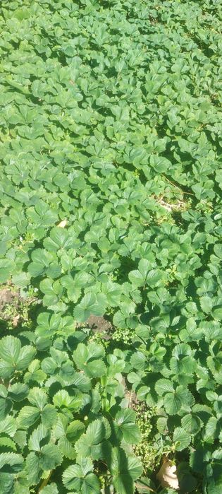 Продам, рассаду клубники!