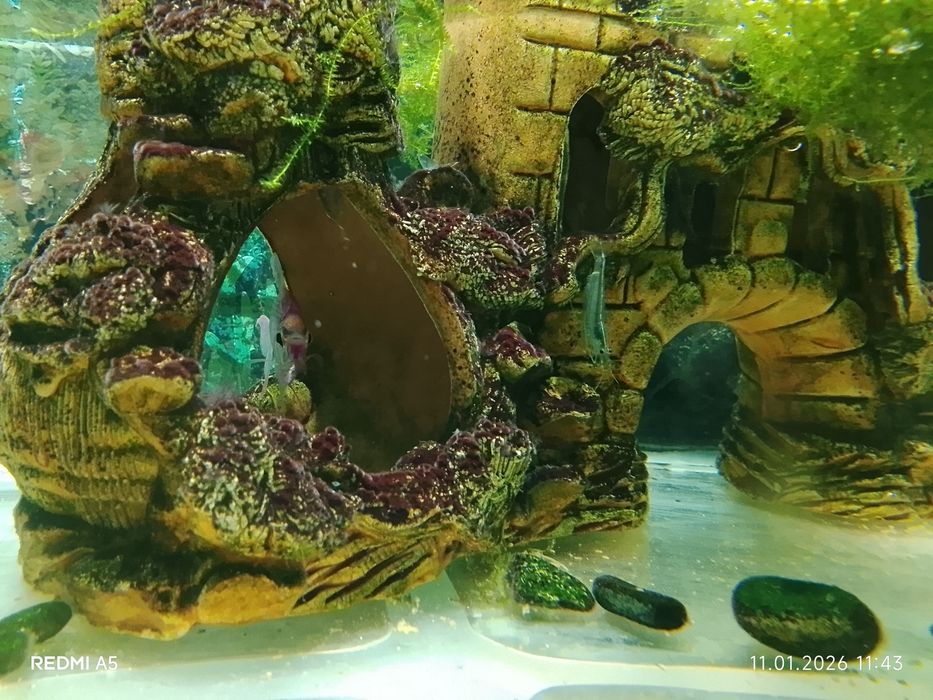 Продам аквариум с рыбками