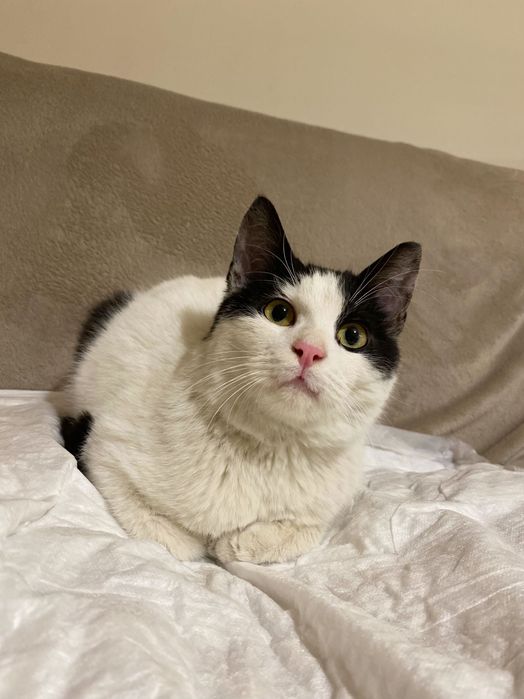 Котенце момче 6 мес