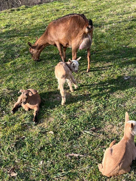 Capre alpine franceze