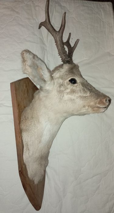 Чучело головы косули