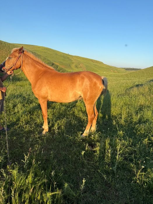 Vând cârlană, nu a fost pusă la căruță niciodata!