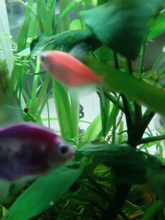 Продается аквариум