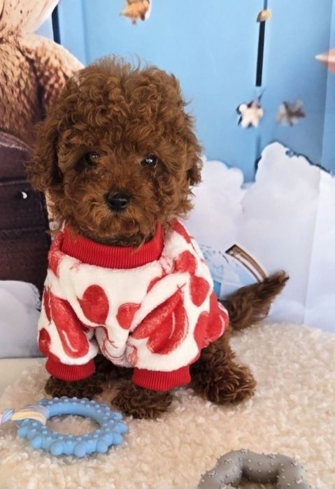 Пудел той с родасловие / Poodle toy