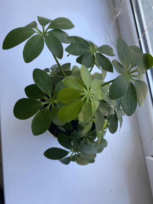 Срочно продам комнатные растения