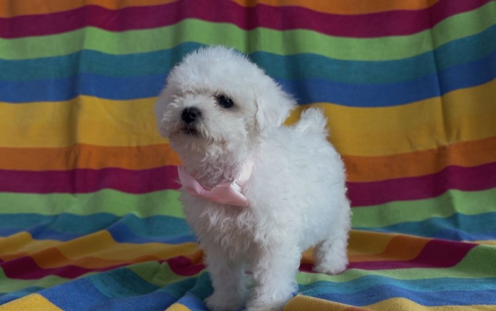 Cățelușă din rasa Bichon Frise de vânzare