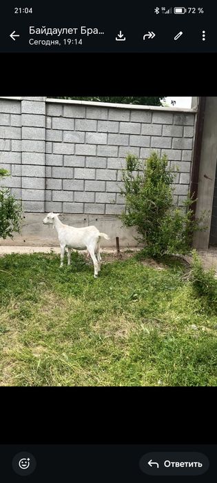 Сауынды ешкілер сатылады