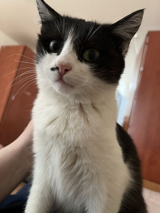 Отдам в добрые руки