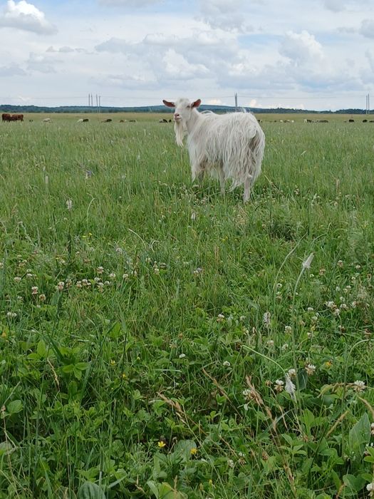 Продам козла производителя
