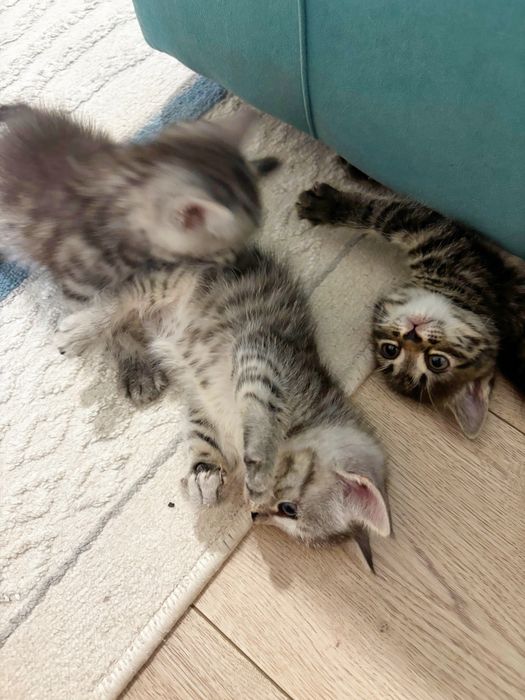 Котята скоттиш страйт