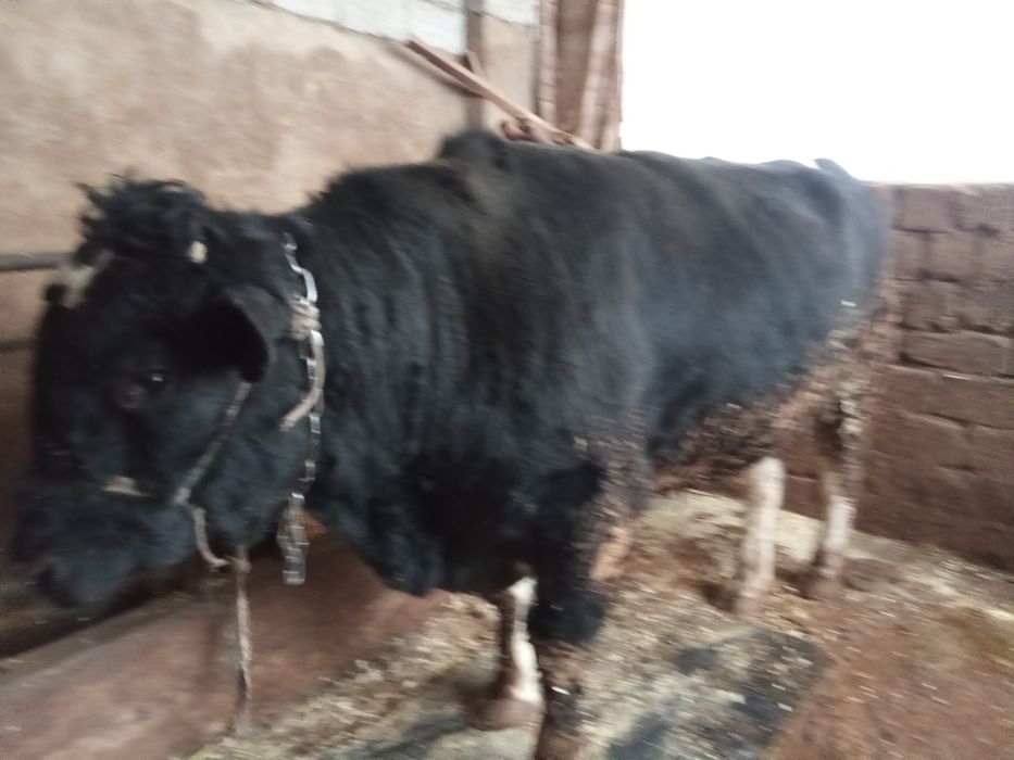 Продажа быка месной