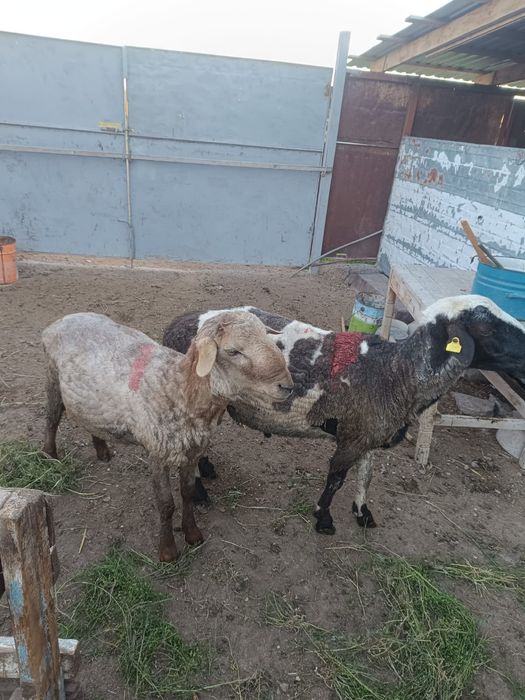 Екі қошқар сатылады.