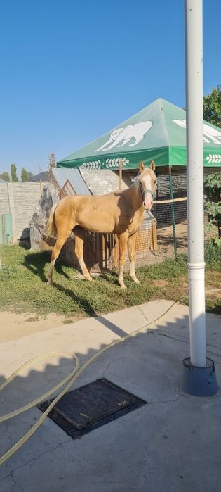 Продаётся жеребец