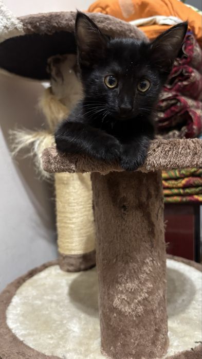 Котенок 1,5месяцев