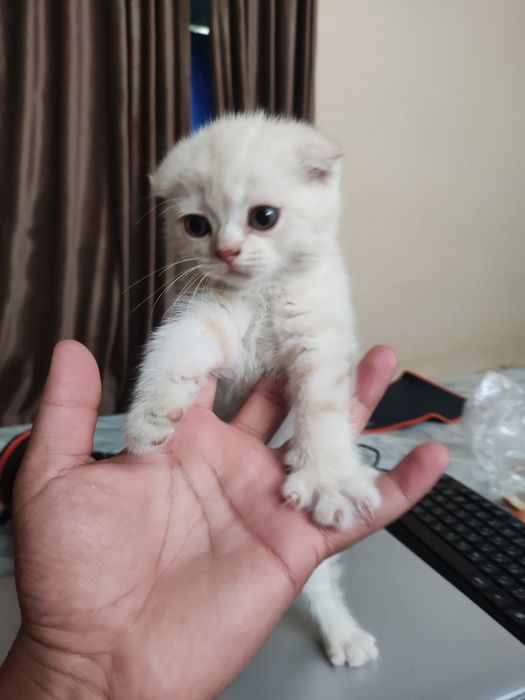 Продаются чистокровные котята