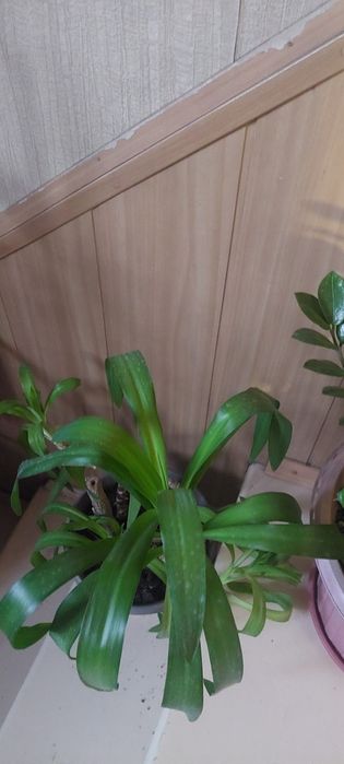 Продам цветы комнатные