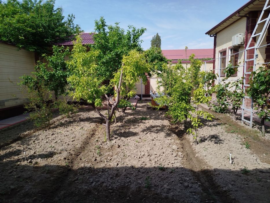 Mindonobodda 6 cotixli kotej