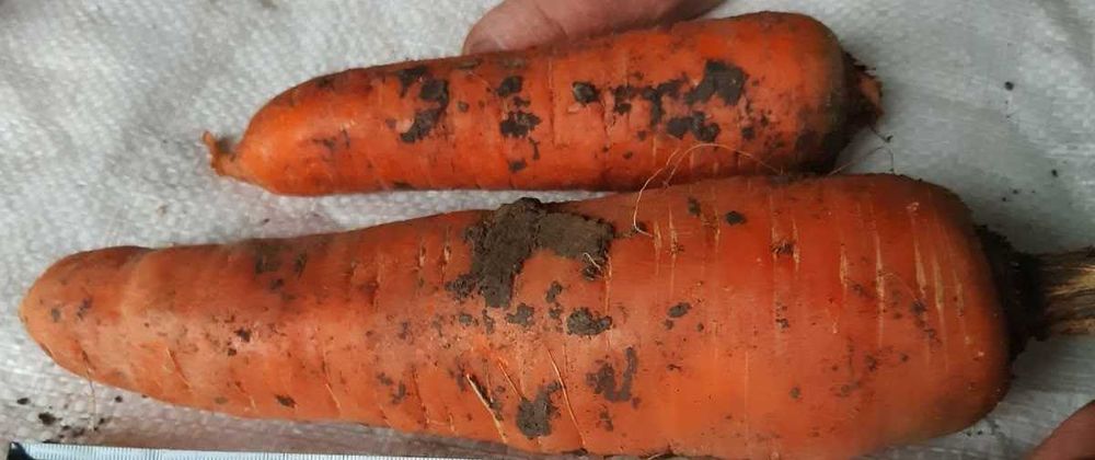 Usturoi, morcovi si varza plata pentru muraturi sau pentru animale