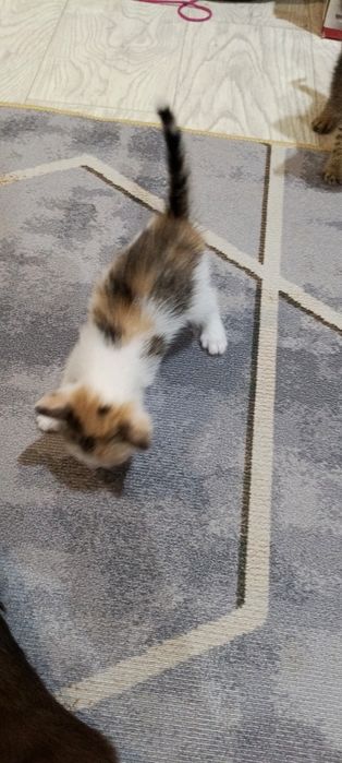 Отдам кошечку в добрые руки