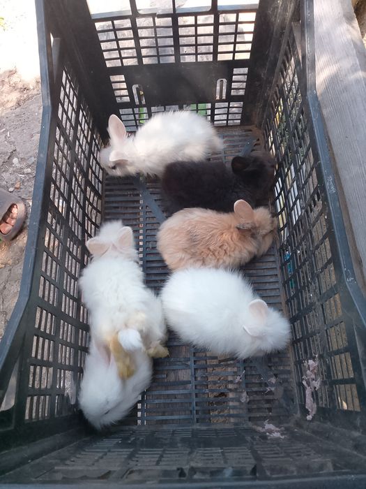 Iepurași disponibili în oraș Giurgiu