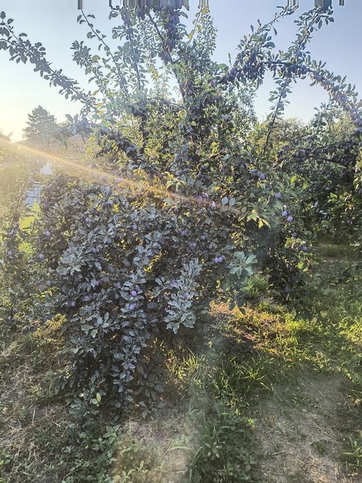 Сини сливи ,за компоти,за сладко и ракия