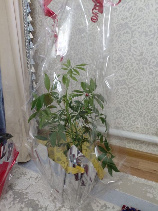 Комнатные  цветыФикус и шефлера