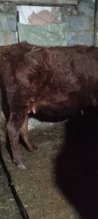 Продается корова