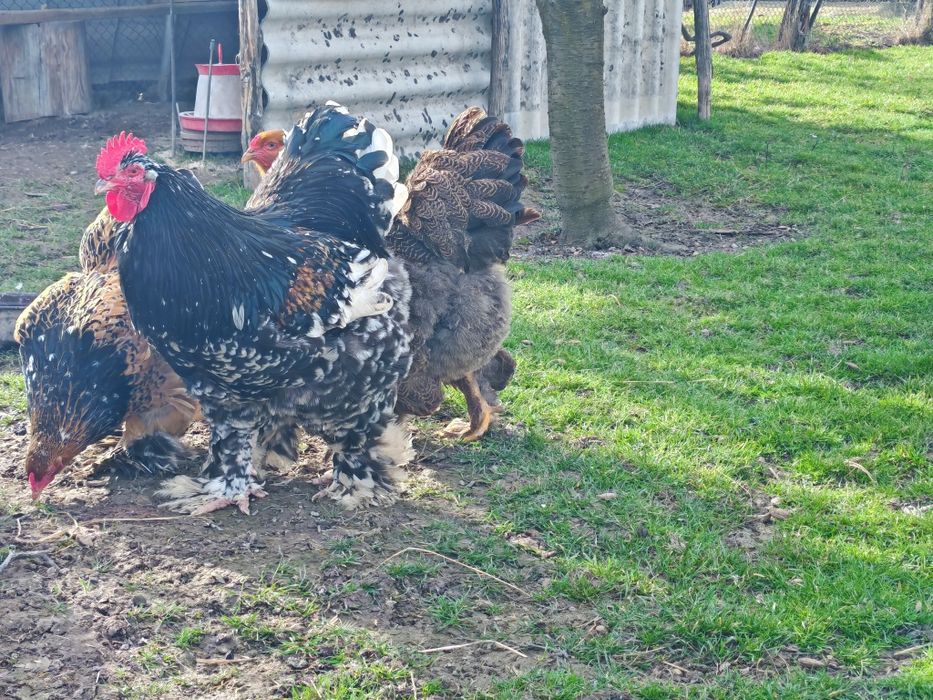 Oua  pentru incubat RASA BRAHMA