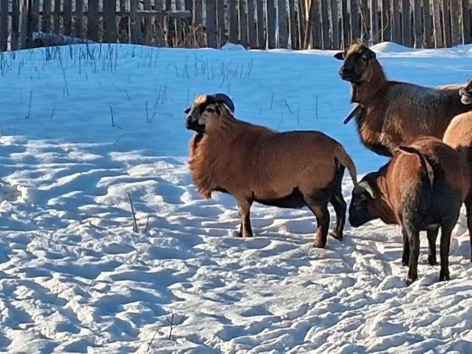 Berbec  camerun virsta 8 luni