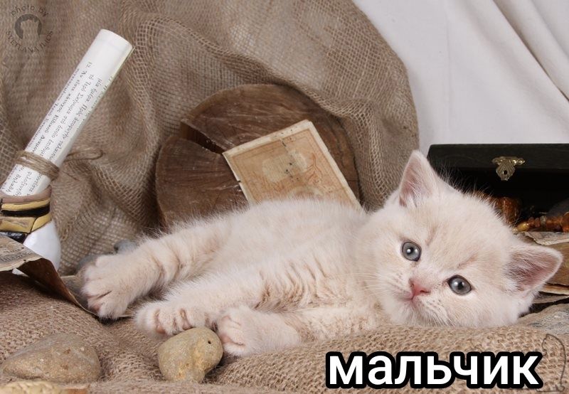 Британские кремовые мальчики