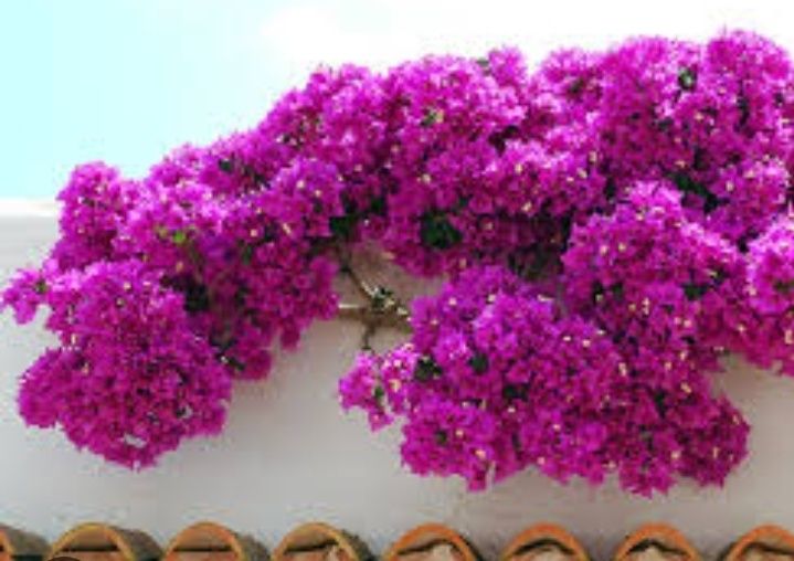 Бугенвилия 5ти расцветок.Комнатные цветы в наличии.