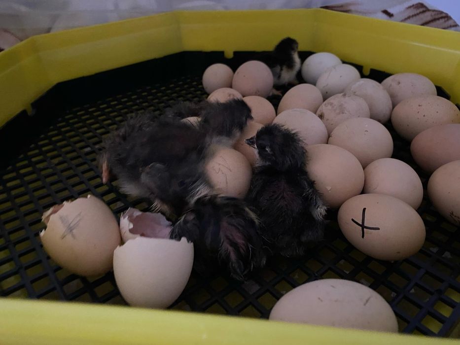 Găini Australorp